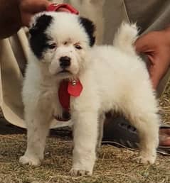 alabai dog mail 2 months for sale security dog