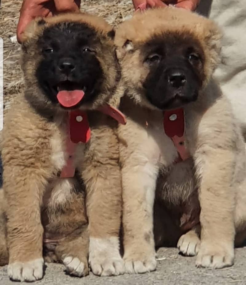 Tukish Kangal | Tukish Kangal Pair | Tukish Kangal Puppies For Sale 1