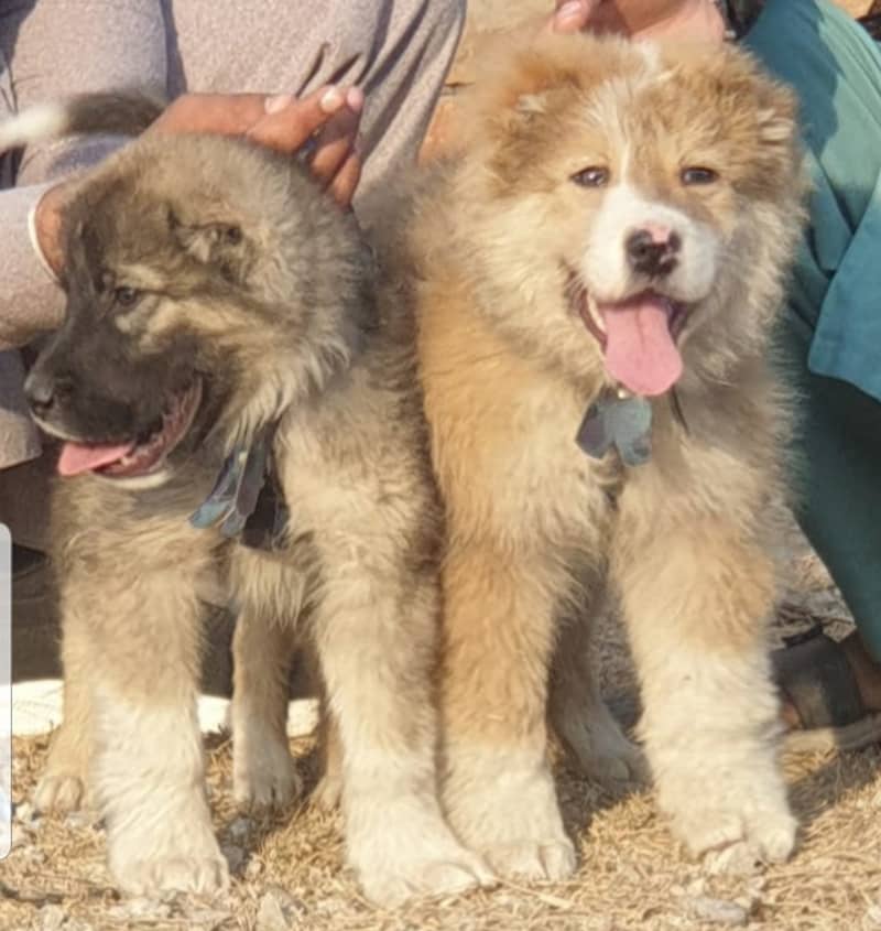 Bakharwal Pair | Bakharwal Puppies For Sale 0