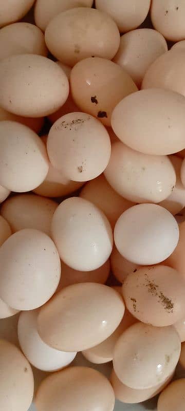 Golden, Fayoumi, lohman  and Desi Fertile Eggs 1