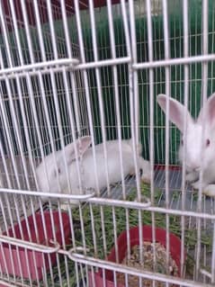 Rabbits for sale  red eye h male female conform nahi h