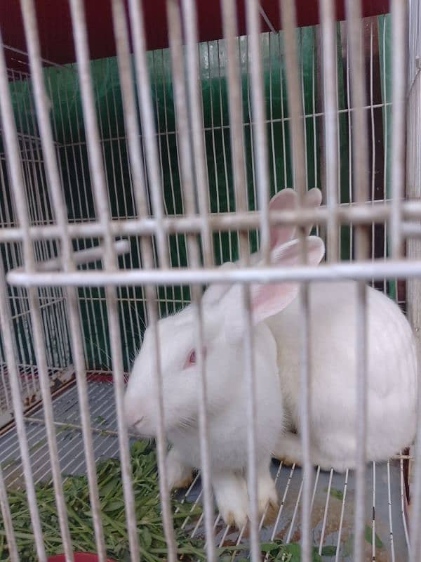 Rabbits for sale  red eye h male female conform nahi h 2