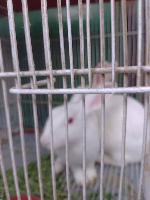 Rabbits for sale  red eye h male female conform nahi h 3