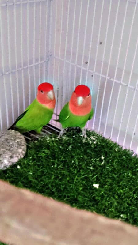 Rosy Faced Lovebird for Sale - Both Males 0