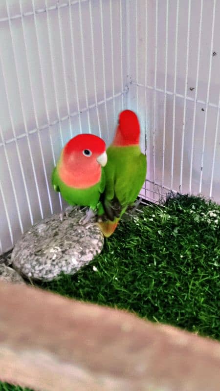 Rosy Faced Lovebird for Sale - Both Males 1