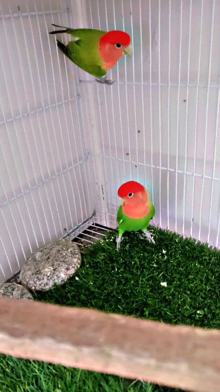 Rosy Faced Lovebird for Sale - Both Males 2