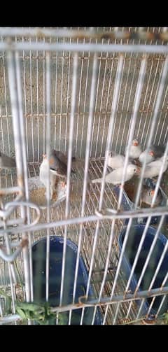 common finches 1000( contact 03131235535)