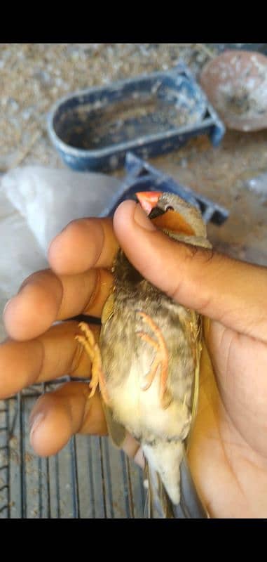 common finches 1000( contact 03131235535) 3