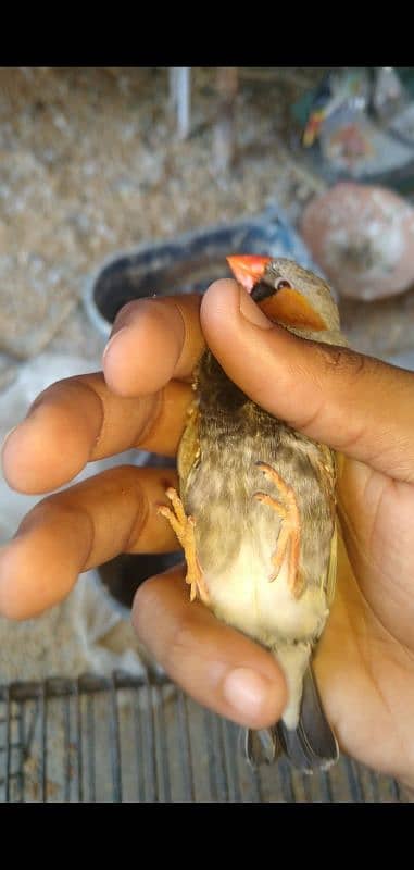 common finches 1000( contact 03131235535) 6