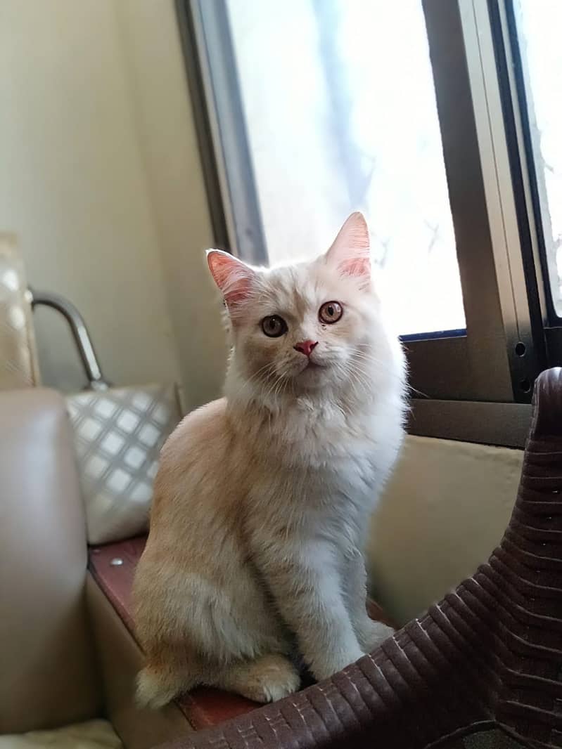 Male age 1 year .  Name of male ladoo . Generation persian . Doll face 0