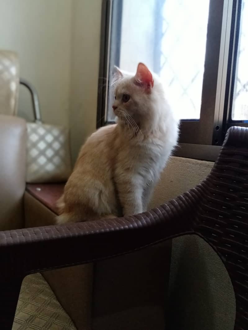 Male age 1 year .  Name of male ladoo . Generation persian . Doll face 2