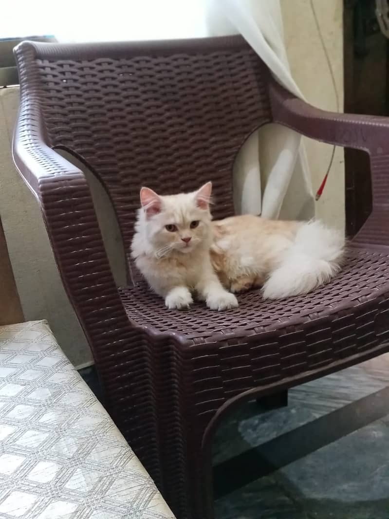 Male age 1 year .  Name of male ladoo . Generation persian . Doll face 3