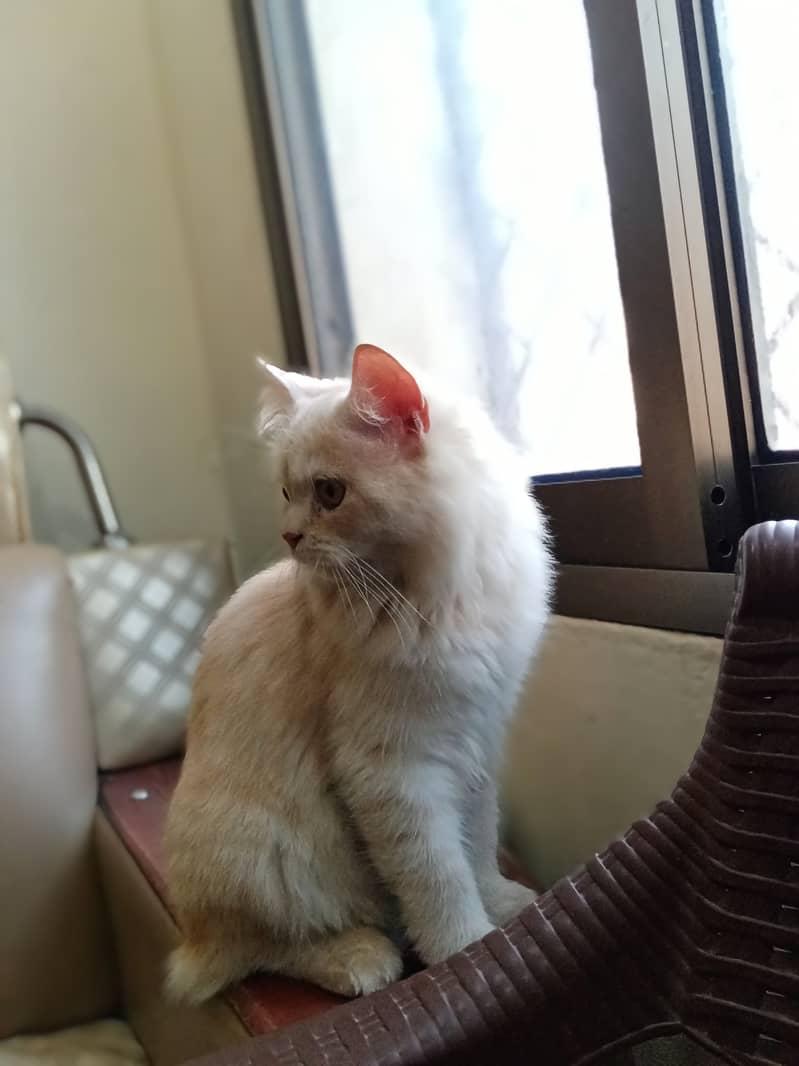 Male age 1 year .  Name of male ladoo . Generation persian . Doll face 4