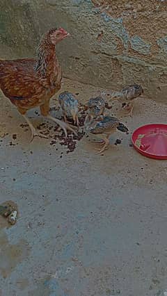 aseel female with chicks