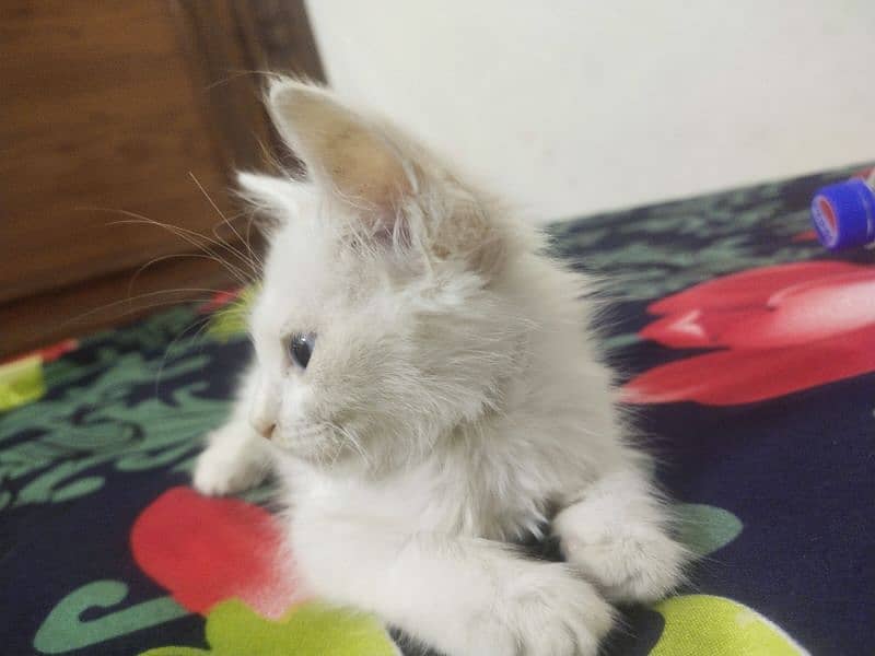 Persian cat age 2 Month 3