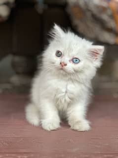 persian tripple coat kitten