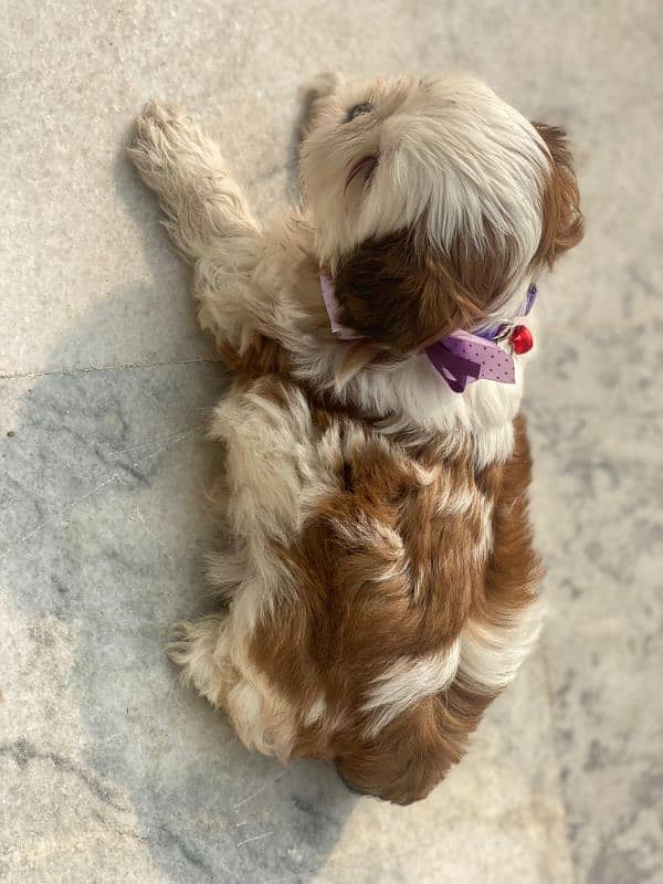 SHIHTZU PEDIGREE 1