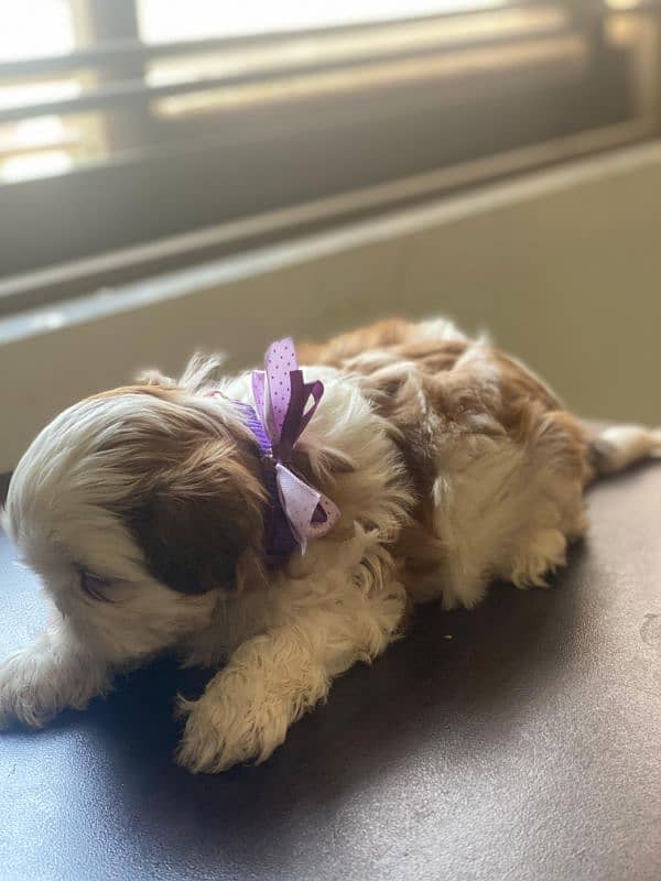 SHIHTZU PEDIGREE 7