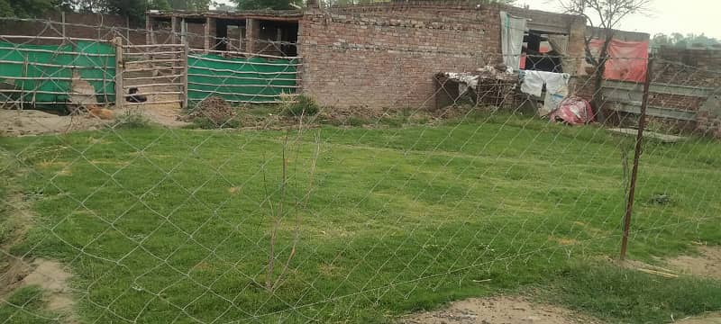 1 Kanal Cattle Farm For Rent Near Adda Plot Raiwind Raod Lahore 7