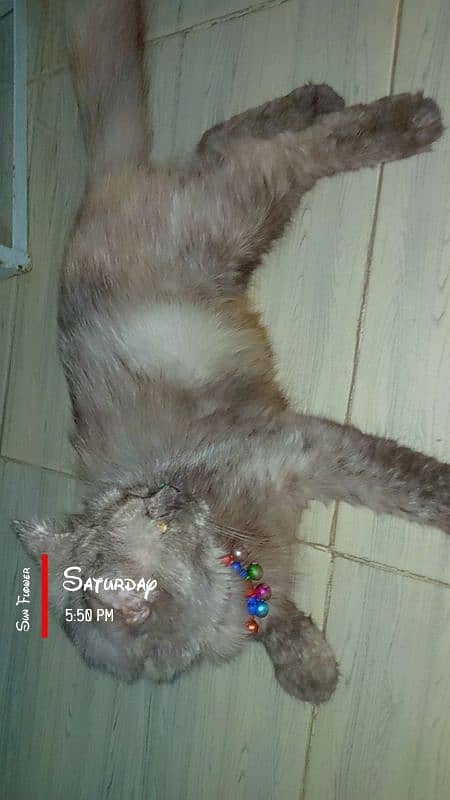 persian cat urgent 4 sale Whatsapp & call 03014309485 2