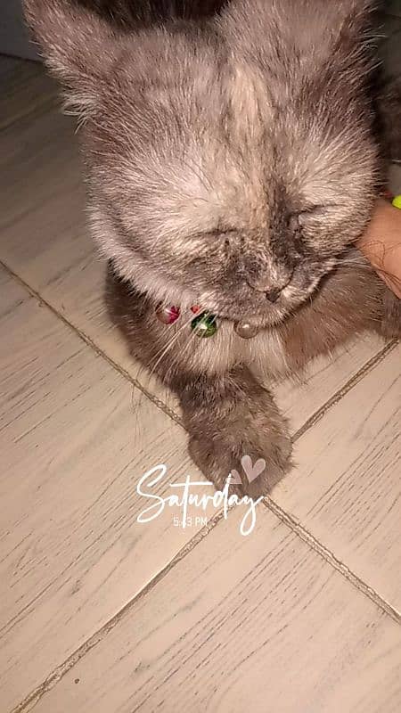 persian cat urgent 4 sale Whatsapp & call 03014309485 5