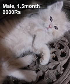 Triple-Coated Persian Kitten ,Fawn Cute Persian Cat , Grey Male kitten