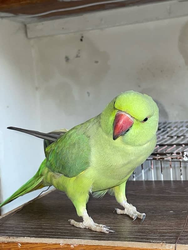 Green Talking parrot Hand Trained 2