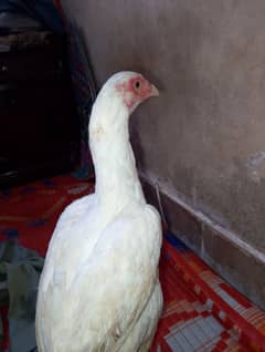 2 hen aek cock coper white