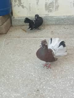 breading pair