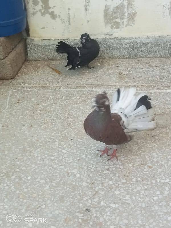 breading pair 0