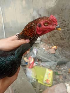 pure aseel thai for sale home breed