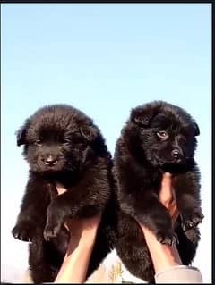 German Shepherd long coat puppies | German Shepherd puppies