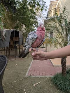 Hand Tame Talking Galah Cockatoo