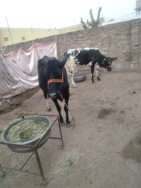 2 cows for sale 0