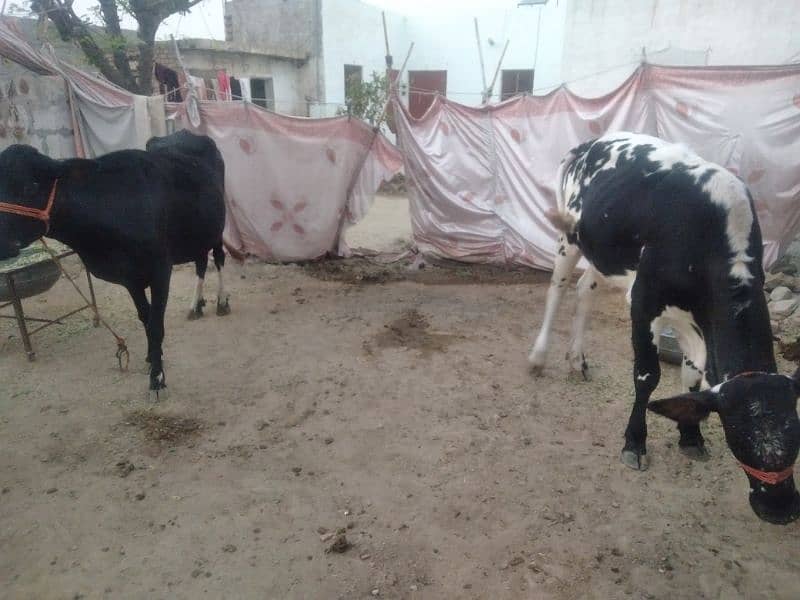 2 cows for sale 4