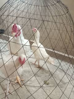 White Paper Heera /  Pure High Quality Heera/ jawa aseel hens for sale