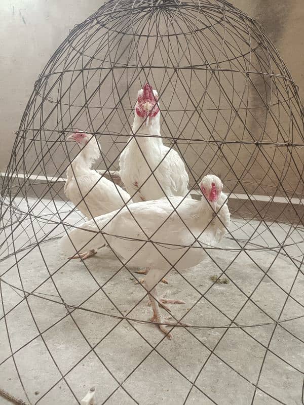 White Paper Heera /  Pure High Quality Heera/ jawa aseel hens for sale 1