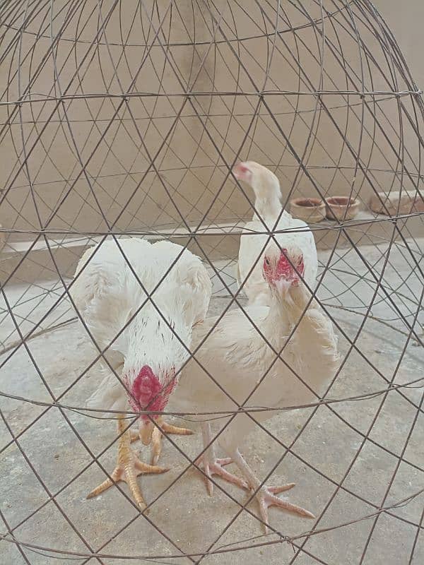 White Paper Heera /  Pure High Quality Heera/ jawa aseel hens for sale 2