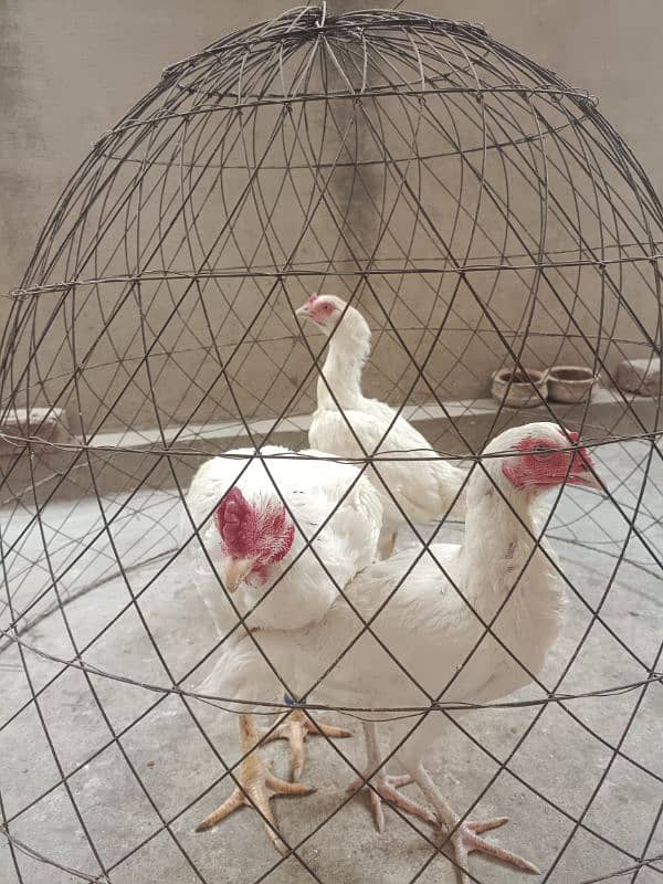 White Paper Heera /  Pure High Quality Heera/ jawa aseel hens for sale 3