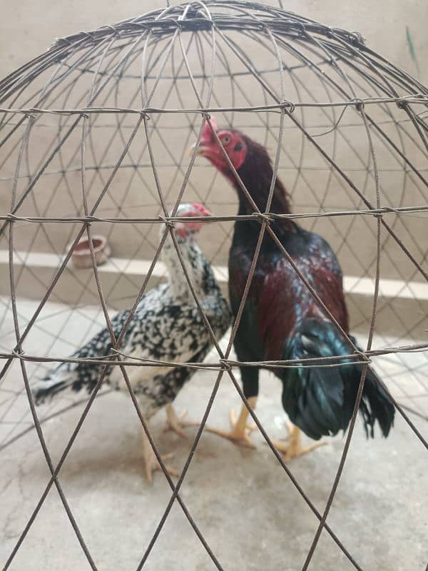 White Paper Heera /  Pure High Quality Heera/ jawa aseel hens for sale 5