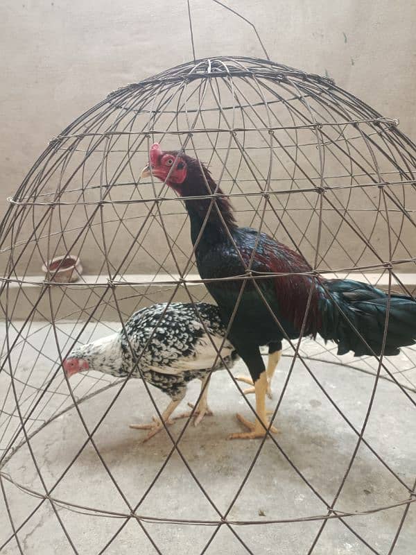 White Paper Heera /  Pure High Quality Heera/ jawa aseel hens for sale 6