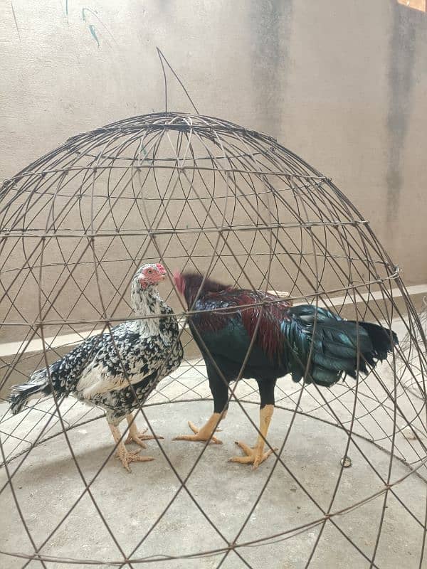 White Paper Heera /  Pure High Quality Heera/ jawa aseel hens for sale 7