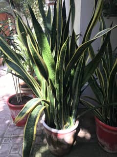 Snake Plant & other Plants