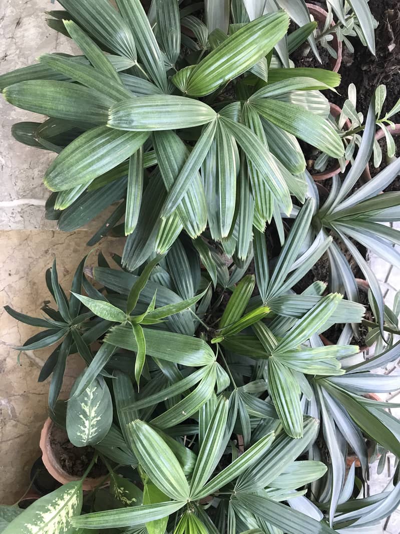 Snake Plant & other Plants 4