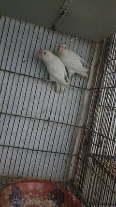 albino split ino pair for sale