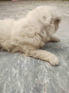 Russian Dog Available In Multan