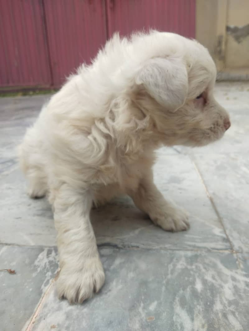 Russian Dog Available In Multan 10