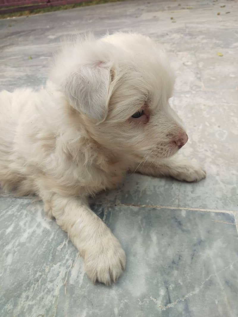 Russian Dog Available In Multan 12