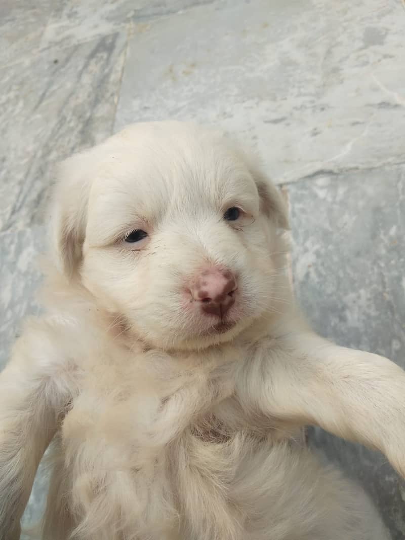 Russian Dog Available In Multan 11