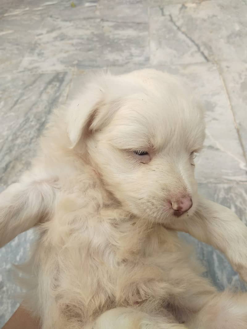 Russian Dog Available In Multan 3